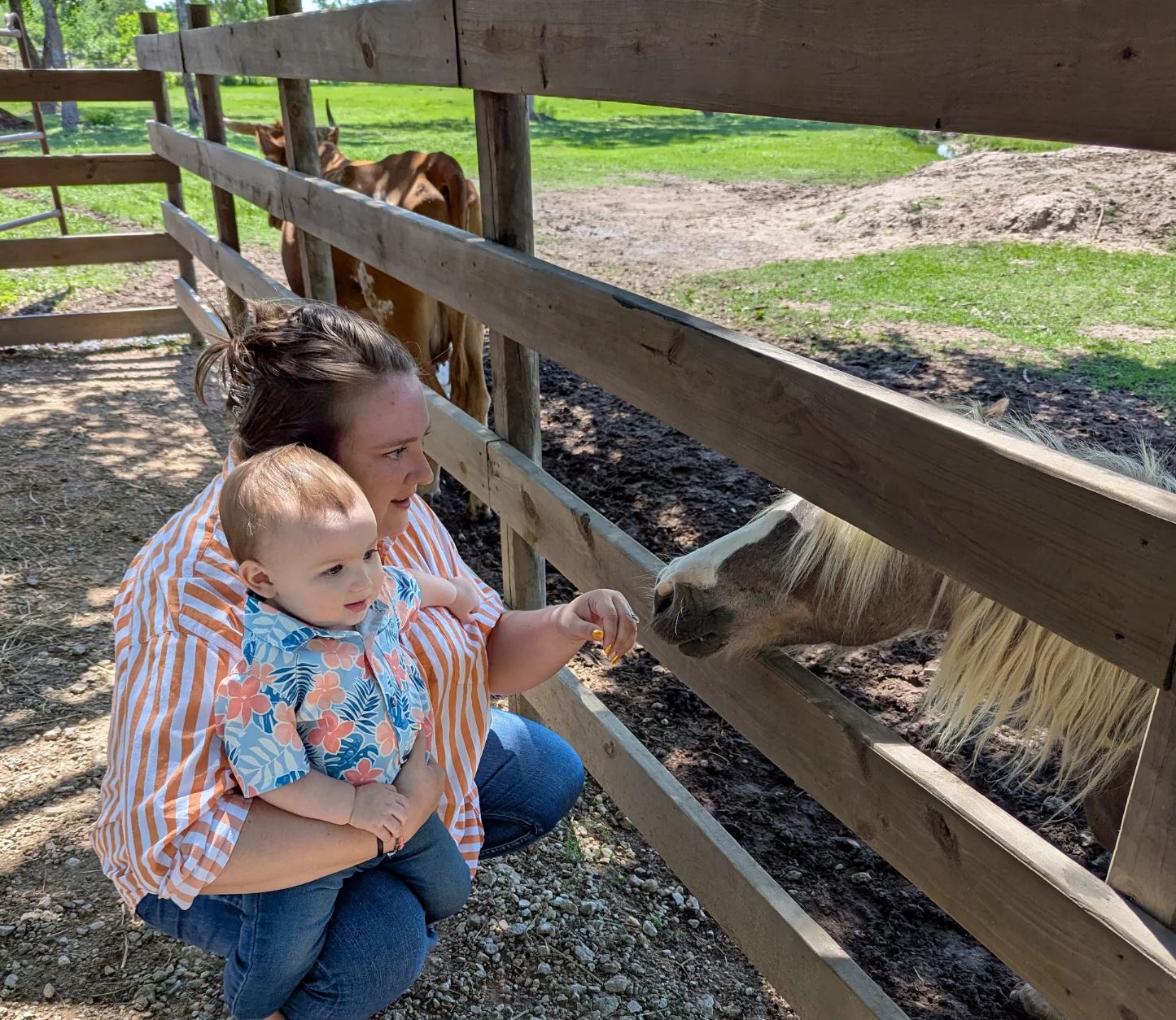 Turquoise Acres Ranch in Katy, TX